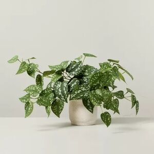Green Potted Plant in Cream Planter